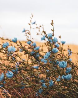 Close-up of flowering plant against blue sky