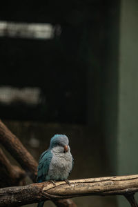 Close-up of bird perching on wood