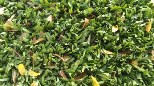 High angle view of plants