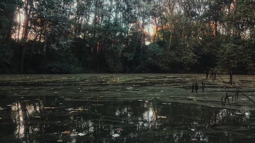 Reflection of trees in water