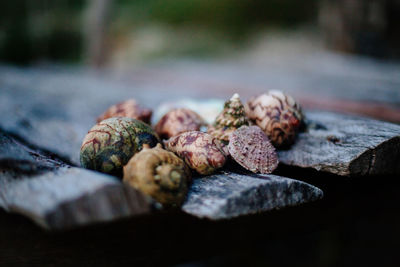 Close-up of seashells lying on a wooden platform