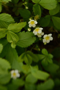 Close-up of plant