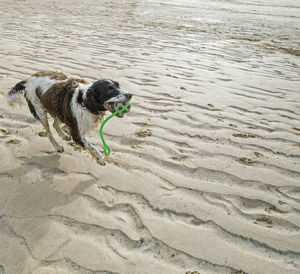 Dog on wet sand at beach