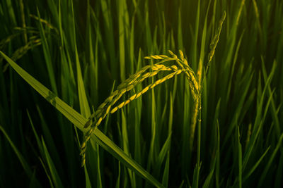 Close-up of fresh green plant