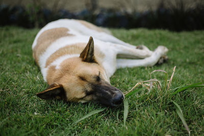 Dog relaxing on grass