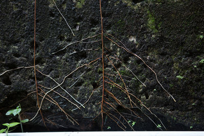 High angle view of dry leaves on land in forest