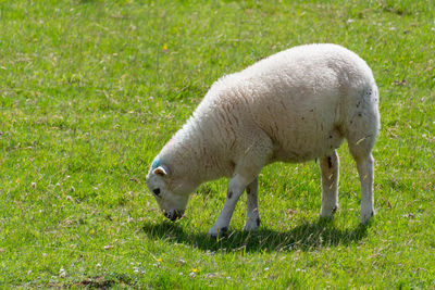 A white sheep eating green grass