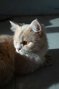 Close-up portrait of cat relaxing on floor