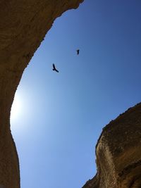 Low angle view of birds flying in the sky