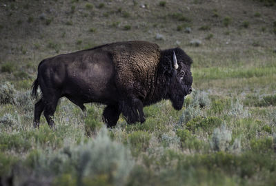 Side view of an animal on field