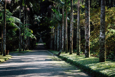 Footpath amidst trees in forest