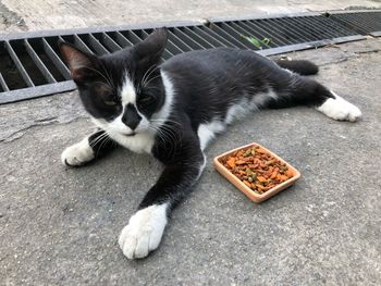 High angle portrait of cat relaxing outdoors