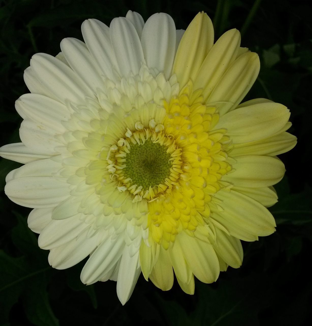 CLOSE-UP OF WHITE FLOWER WITH YELLOW PETALS