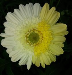 Close-up of white flower