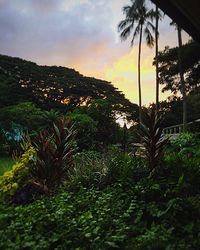 Palm trees at sunset