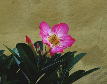 Close-up of pink flower blooming outdoors