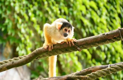 Monkey sitting on branch