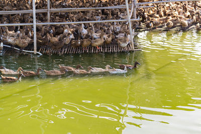 High angle view of ducks in lake