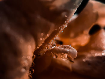 Nature's pearl. a water droplet on a rose petal.