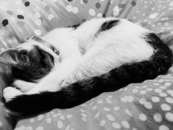 Close-up of cat sleeping on bed