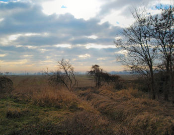 Bare trees on field against sky