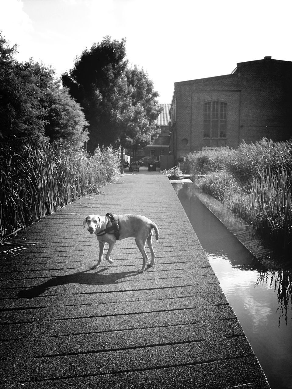 animal themes, domestic animals, mammal, one animal, pets, dog, building exterior, tree, built structure, the way forward, architecture, street, walking, water, sky, road, full length, two animals, outdoors, day