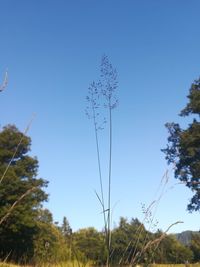 Low angle view of trees against clear blue sky