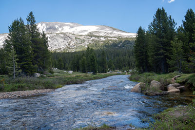 Scenic view of river amidst trees in forest against sky