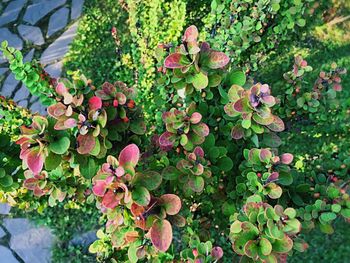 Close-up of plants