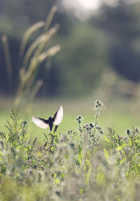 Common whitethroat, bird landing on a plant with backlight