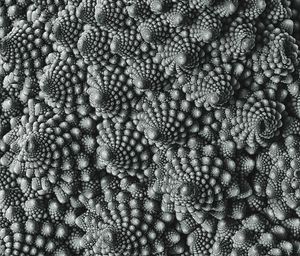 Full frame shot of berries in water