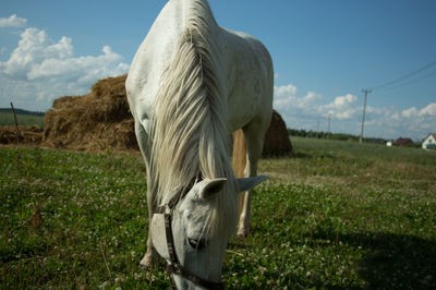Horse grazing on grassy field