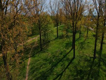 Trees in forest during autumn