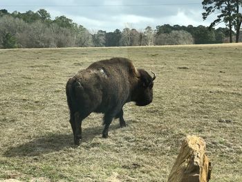 American buffalo in the field. 
