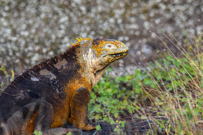 Close-up of lizard on land