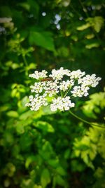 Close-up of flowers blooming outdoors