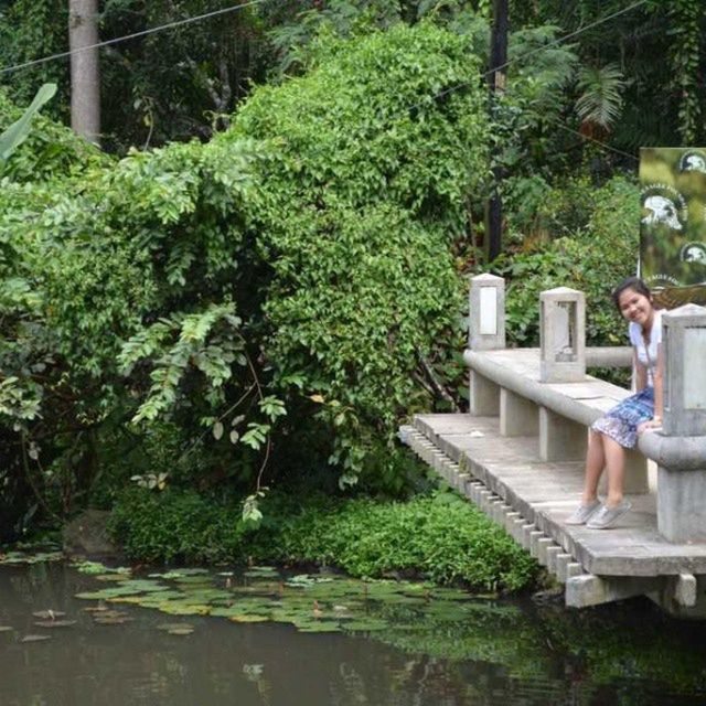 tree, green color, water, growth, plant, nature, tranquility, beauty in nature, reflection, lush foliage, day, park - man made space, green, outdoors, pond, tranquil scene, sunlight, chair, branch, bench