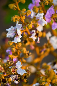 Close-up of yellow flowering plant