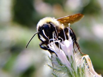 Close-up of insect on flower