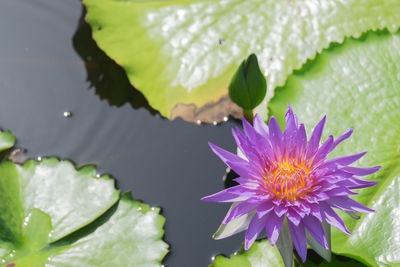 Close-up of lotus water lily in lake