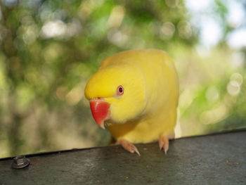 Close-up of yellow bird