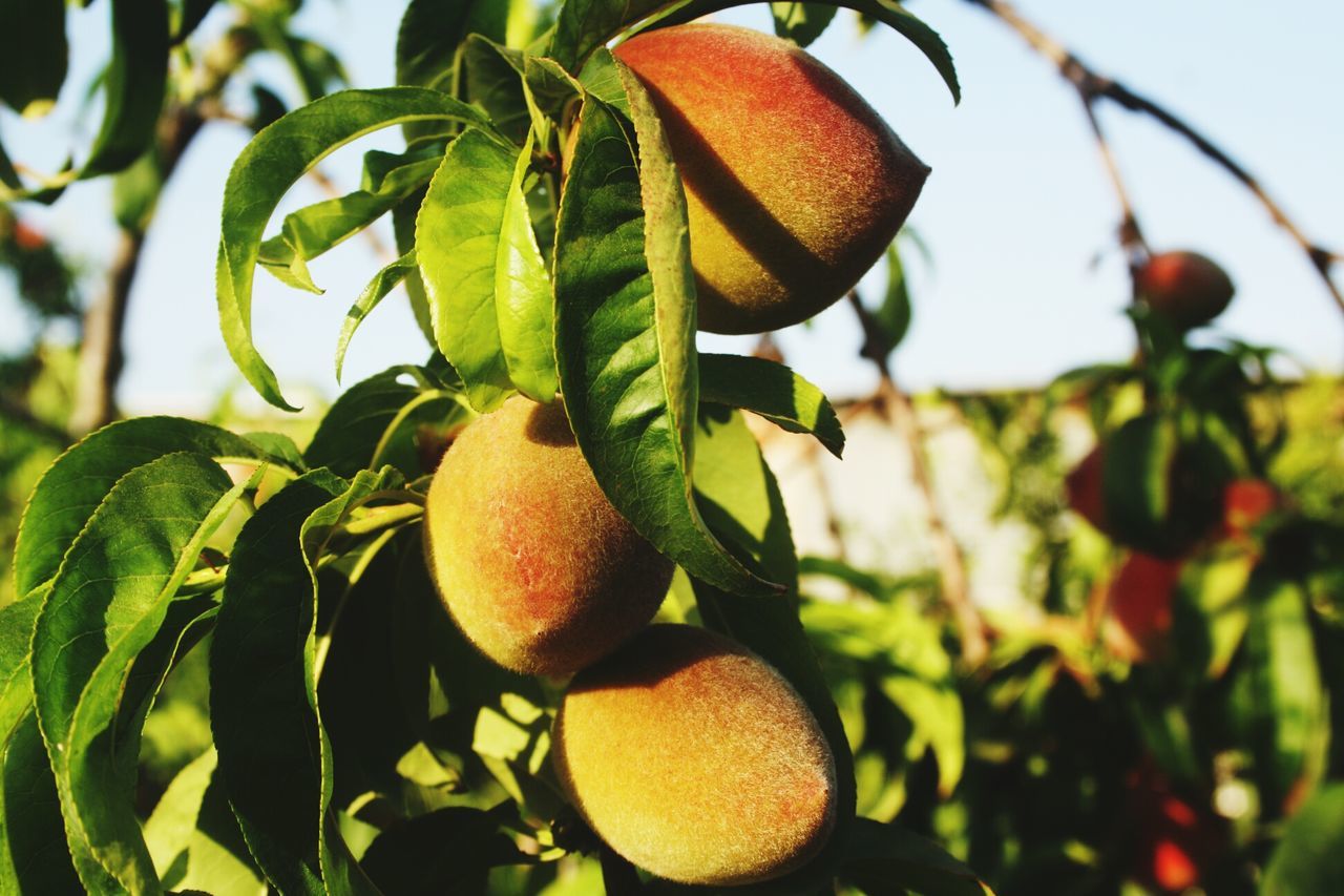 fruit, food and drink, leaf, growth, tree, food, healthy eating, freshness, branch, close-up, focus on foreground, hanging, nature, agriculture, ripe, low angle view, green color, growing, plant, outdoors