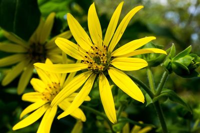 Close-up of yellow flowering plant