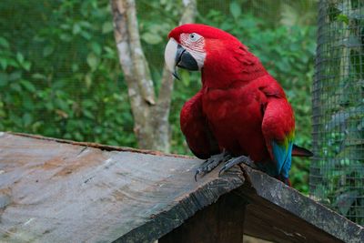 Close-up of parrot perching on wood