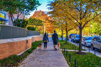 Rear view of people walking on sidewalk with dogs