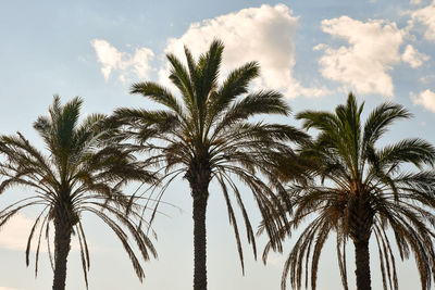 Low angle view of palm trees against sky