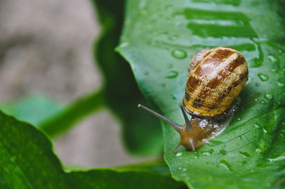 Close-up of snail on leaf
