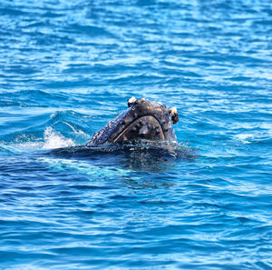 View of turtle swimming in sea