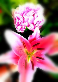 Close-up of pink flower