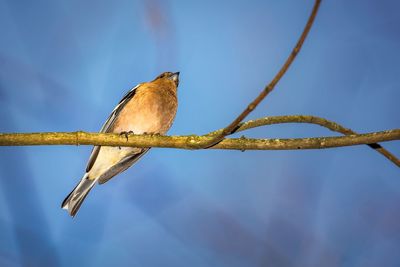 Low angle view of bird perching on branch against sky